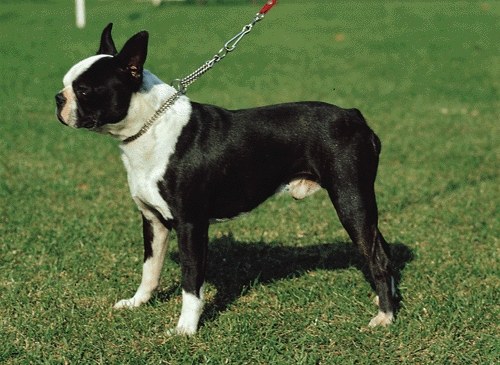 Boston terrier
