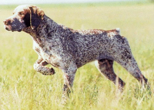 Bourbonne-i vizsla