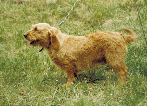 Bretagne-i cserszínű basset