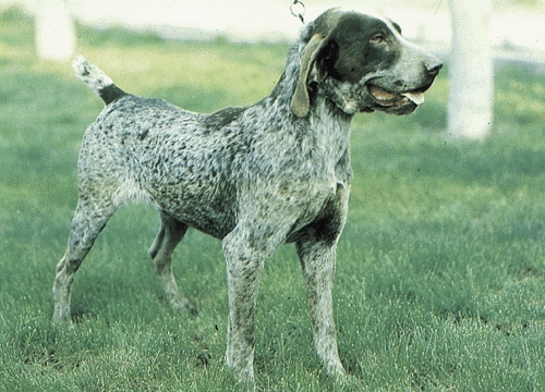 Burgosi vizsla