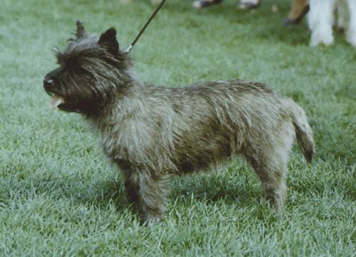 Cairn terrier