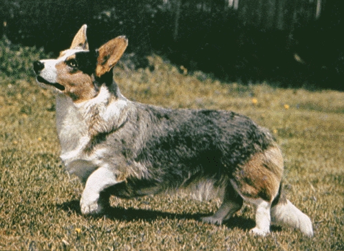 Cardigan welsh corgi