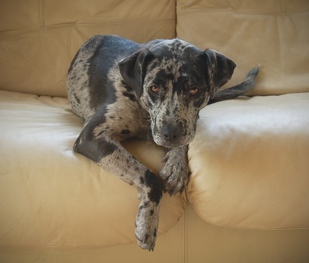 Catahoula leopárdkutya