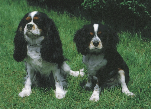 Cavalier King Charles spániel