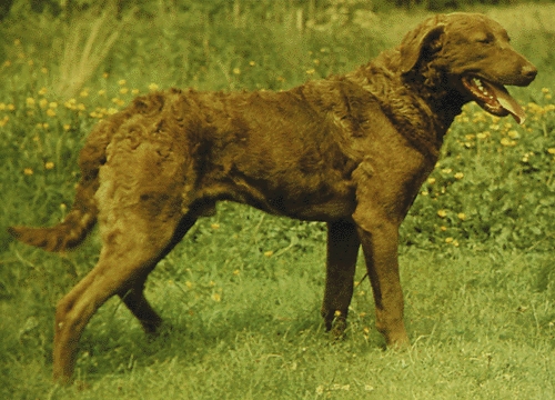 Chesapeake bay retriever