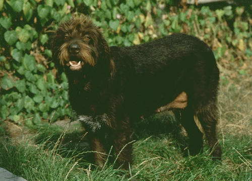 Cseh szálkásszőrű vizsla
