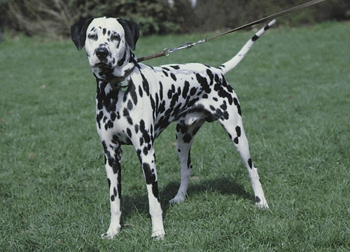 Dalmata