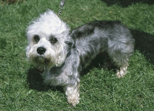 Dandie Dinmont terrier