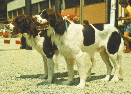 Drenti vizsla