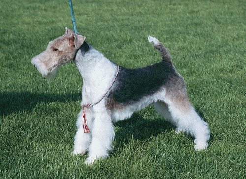 Drótszőrű foxterrier