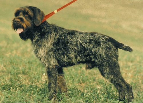 Drótszőrű griffon