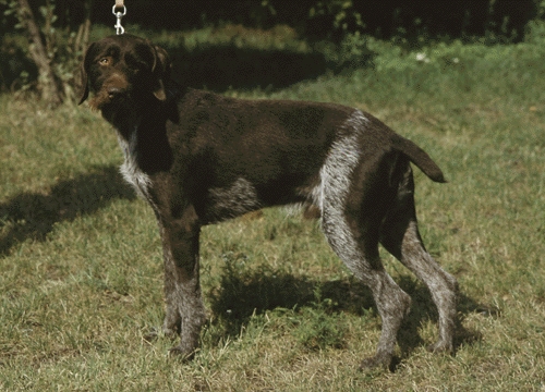 Drótszőrű német vizsla