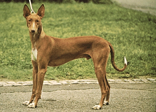 Fáraókutya