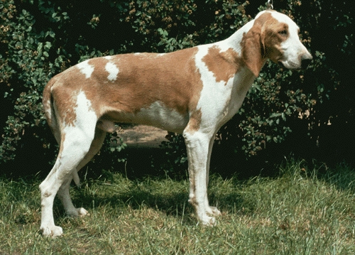 Fehér-cser francia kopó