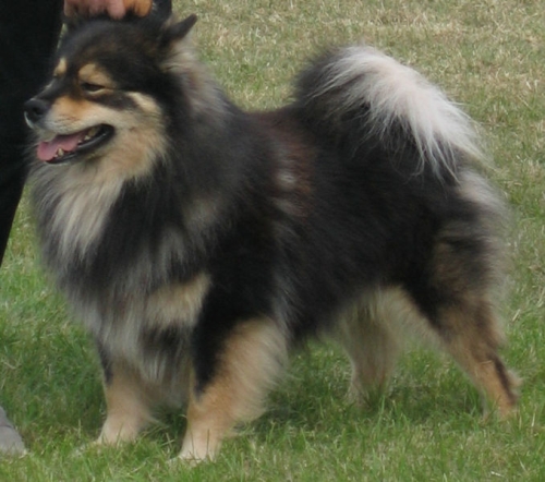 Finn lapphund