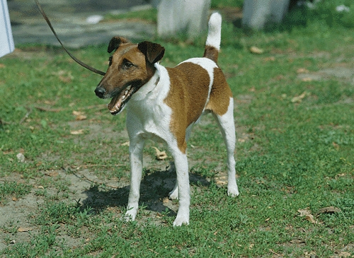 Foxterrier