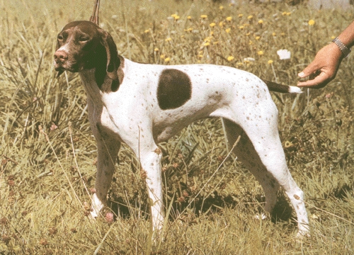 Gascogne-i francia vizsla