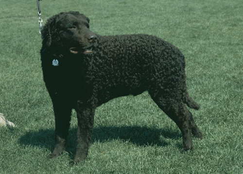 Göndör szőrű retriever