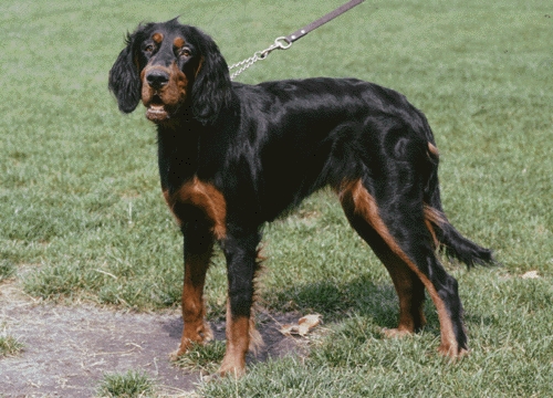 Gordon szetter