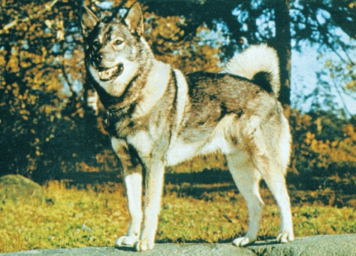 Gråhund