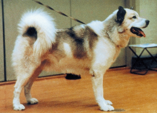 Grönlandi kutya