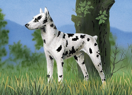 Harlekin pincser