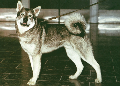 Jämthund
