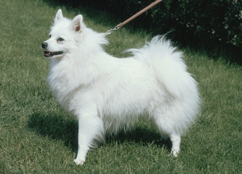 Japán spitz