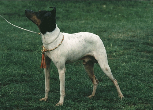 Japán terrier