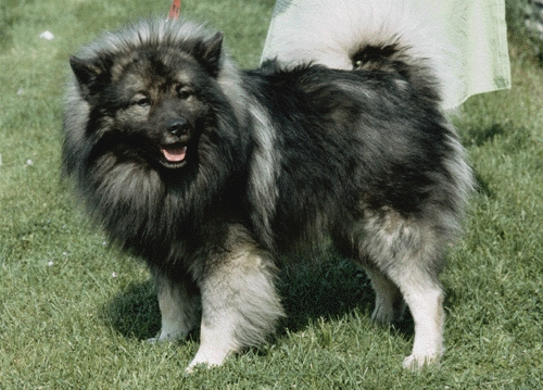 Keeshond