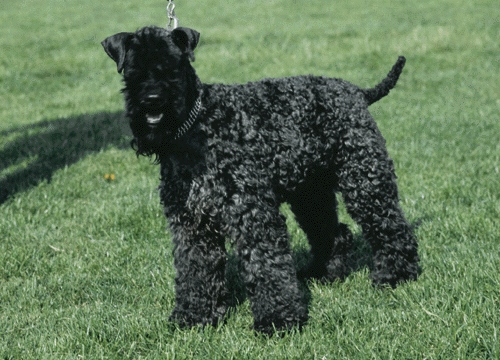Kerry blue terrier