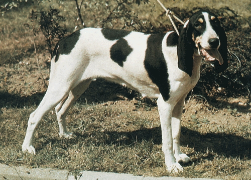 Kis gascon-saintonge-i kopó