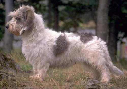 Kis vendée-i griffon basset