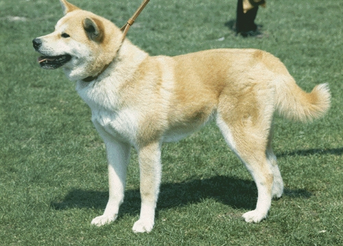 Kishu