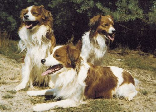 Kooikerhondje