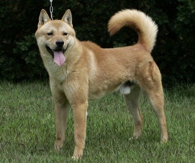 Koreai jindo kutya