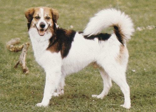 Kromfohrländer