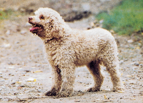 Lagotto Romagnolo