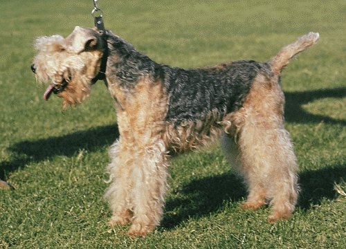 Lakeland terrier