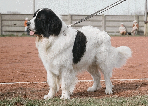 Landseer