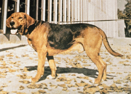 Lengyel kopó