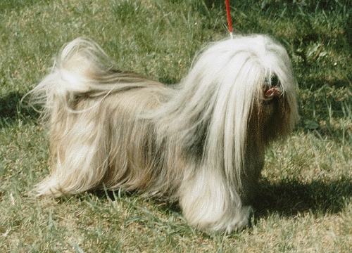 Lhasa apso
