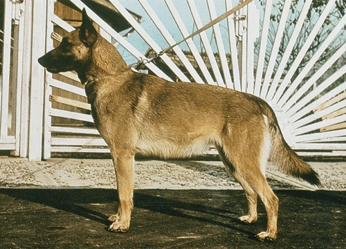 Malinois