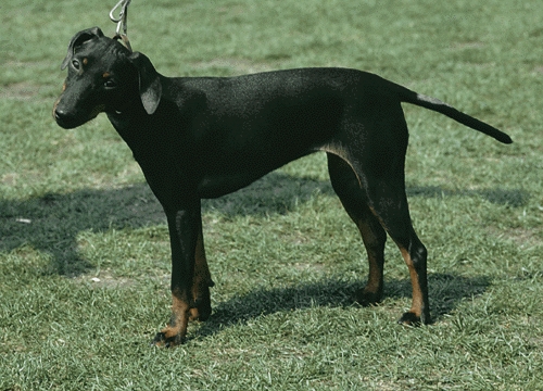 Manchester terrier