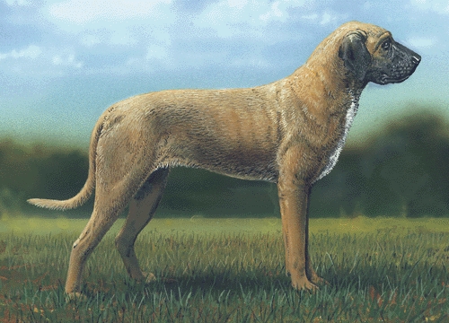 Moszkvai dog