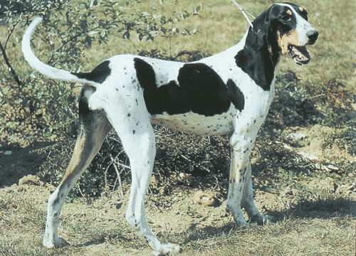 Nagy Gascon-Saintonge-i kopó
