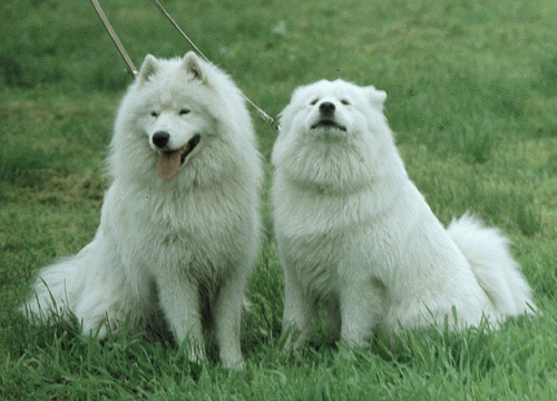 Német nagy spitz