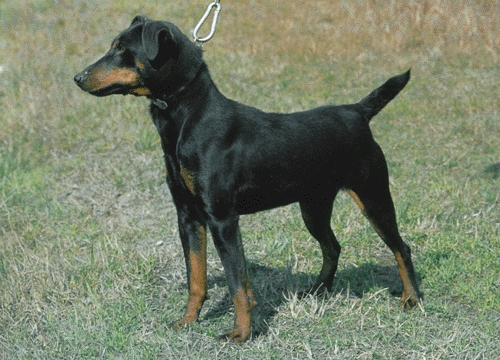 Német vadászterrier