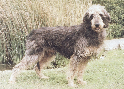 Nivernais-i griffon