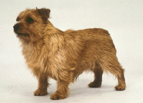 Norfolk terrier